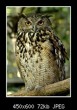 Click image for larger version. 

Name:	Eurasian owl.jpg 
Views:	311 
Size:	72.3 KB 
ID:	79773