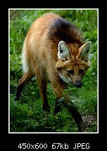 Click image for larger version. 

Name:	maned wolf.jpg 
Views:	327 
Size:	66.7 KB 
ID:	79774