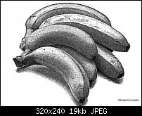 Click image for larger version. 

Name:	bananas-oil-painting.jpg 
Views:	399 
Size:	18.7 KB 
ID:	803