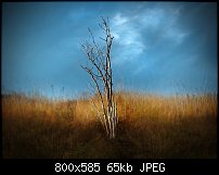 Click image for larger version. 

Name:	more twigs.jpg 
Views:	199 
Size:	65.5 KB 
ID:	85111