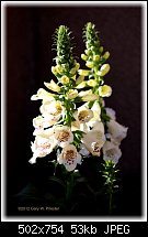 Click image for larger version. 

Name:	Fox Gloves.jpg 
Views:	238 
Size:	53.0 KB 
ID:	89201