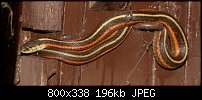 Click image for larger version. 

Name:	Snake.jpg 
Views:	190 
Size:	195.6 KB 
ID:	89308