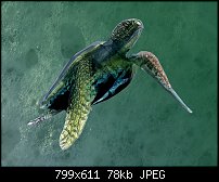Click image for larger version. 

Name:	Green Turtle 1.jpg 
Views:	195 
Size:	77.7 KB 
ID:	90456