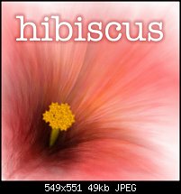 Click image for larger version. 

Name:	hibiscus1.jpg 
Views:	362 
Size:	48.7 KB 
ID:	9486