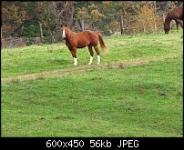 Click image for larger version. 

Name:	neighbors-horse.jpg 
Views:	169 
Size:	55.6 KB 
ID:	66952