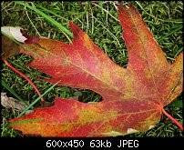 Click image for larger version. 

Name:	Maple-Leaf.jpg 
Views:	157 
Size:	62.7 KB 
ID:	66959