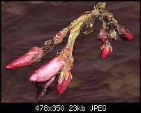 Click image for larger version. 

Name:	Christmas Cactus.jpg 
Views:	547 
Size:	22.5 KB 
ID:	22906