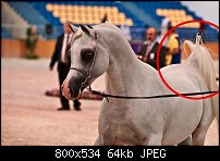 Click image for larger version. 

Name:	horse.jpg 
Views:	212 
Size:	64.3 KB 
ID:	79206