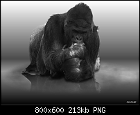Click image for larger version. 

Name:	Gorilla_Grey.png 
Views:	239 
Size:	212.9 KB 
ID:	65949
