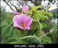 Click image for larger version. 

Name:	wild rose nectar.jpg 
Views:	149 
Size:	41.8 KB 
ID:	74400