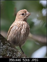 Click image for larger version. 

Name:	female house finch.jpg 
Views:	177 
Size:	52.1 KB 
ID:	108997