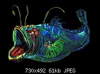 Click image for larger version. 

Name:	Angler Fish.jpg 
Views:	223 
Size:	61.3 KB 
ID:	81652