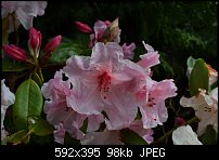 Click image for larger version. 

Name:	originalrhodies.jpg 
Views:	369 
Size:	97.7 KB 
ID:	102930