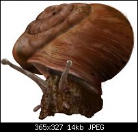 Click image for larger version. 

Name:	snail.jpg 
Views:	207 
Size:	14.2 KB 
ID:	52098