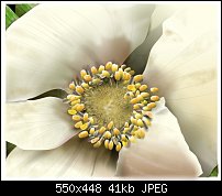 Click image for larger version. 

Name:	flower.jpg 
Views:	262 
Size:	40.5 KB 
ID:	12898