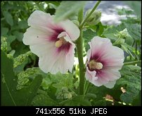 Click image for larger version. 

Name:	MyHollyhocks.jpg 
Views:	316 
Size:	50.8 KB 
ID:	58758