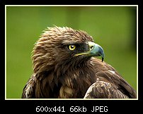 Click image for larger version. 

Name:	eagle.jpg 
Views:	311 
Size:	66.2 KB 
ID:	79768