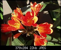 Click image for larger version. 

Name:	Orange_Flowers.jpg 
Views:	277 
Size:	22.3 KB 
ID:	8499
