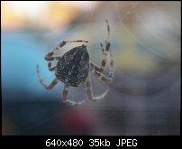 Click image for larger version. 

Name:	spider_web.jpg 
Views:	288 
Size:	34.6 KB 
ID:	20958
