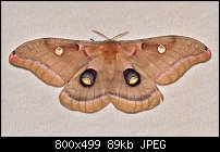 Click image for larger version. 

Name:	moth704.jpg 
Views:	164 
Size:	89.1 KB 
ID:	117751