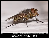 Click image for larger version. 

Name:	fly138.jpg 
Views:	91 
Size:	61.6 KB 
ID:	114999