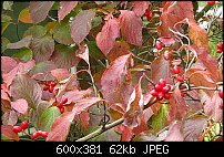 Click image for larger version. 

Name:	Dogwood-autumn.jpg 
Views:	172 
Size:	61.6 KB 
ID:	66951