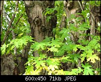 Click image for larger version. 

Name:	Old-Maple.jpg 
Views:	150 
Size:	71.2 KB 
ID:	66954