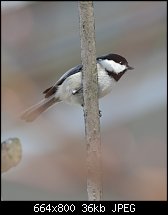 Click image for larger version. 

Name:	chickadee.jpg 
Views:	168 
Size:	35.6 KB 
ID:	108725