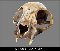 Click image for larger version. 

Name:	cat skull.jpg 
Views:	238 
Size:	31.7 KB 
ID:	73946