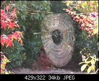 Click image for larger version. 

Name:	Spider web-1-resized.jpg 
Views:	265 
Size:	33.5 KB 
ID:	21103
