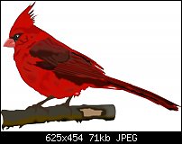 Click image for larger version. 

Name:	Kardinal.jpg 
Views:	124 
Size:	70.6 KB 
ID:	73124