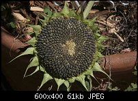 Click image for larger version. 

Name:	3-1-23seeds.jpg 
Views:	200 
Size:	60.9 KB 
ID:	64549