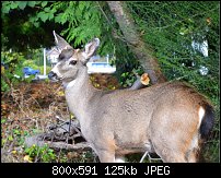 Click image for larger version. 

Name:	young buck1.jpg 
Views:	206 
Size:	125.1 KB 
ID:	92689