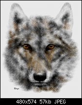 Click image for larger version. 

Name:	wolf1.jpg 
Views:	686 
Size:	57.1 KB 
ID:	13066