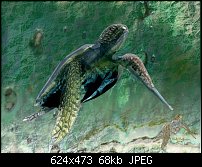 Click image for larger version. 

Name:	PT Turtle s.jpg 
Views:	233 
Size:	68.0 KB 
ID:	27888