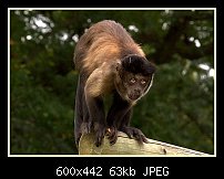 Click image for larger version. 

Name:	monkey.jpg 
Views:	316 
Size:	63.1 KB 
ID:	79766