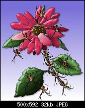 Click image for larger version. 

Name:	spideyplant1.jpg 
Views:	904 
Size:	32.0 KB 
ID:	14760