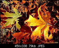 Click image for larger version. 

Name:	fall_leaves03_sm.jpg 
Views:	260 
Size:	79.1 KB 
ID:	18131