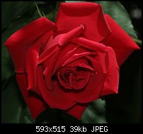 Click image for larger version. 

Name:	Red Rose002.jpg 
Views:	167 
Size:	38.9 KB 
ID:	26295