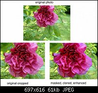 Click image for larger version. 

Name:	masked rose.jpg 
Views:	198 
Size:	60.6 KB 
ID:	61949
