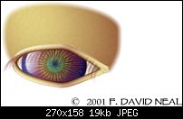 Click image for larger version. 

Name:	eye_study.jpg 
Views:	388 
Size:	19.4 KB 
ID:	1018