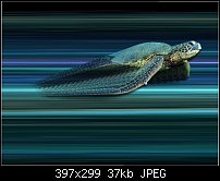 Click image for larger version. 

Name:	turt.jpg 
Views:	266 
Size:	37.5 KB 
ID:	38435