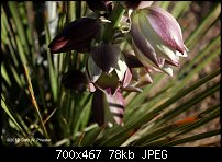 Click image for larger version. 

Name:	Yucca Blossoms.jpg 
Views:	226 
Size:	78.1 KB 
ID:	89200