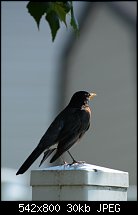 Click image for larger version. 

Name:	robin on fence.jpg 
Views:	145 
Size:	30.3 KB 
ID:	108601