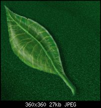 Click image for larger version. 

Name:	Leaf.jpg 
Views:	522 
Size:	27.1 KB 
ID:	2592