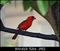 Click image for larger version. 

Name:	bird1.jpg 
Views:	205 
Size:	52.1 KB 
ID:	102778