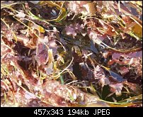 Click image for larger version. 

Name:	seaweed.jpg 
Views:	248 
Size:	193.7 KB 
ID:	19319