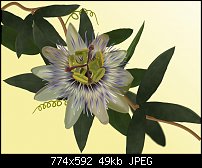 Click image for larger version. 

Name:	passionflower.jpg 
Views:	300 
Size:	48.8 KB 
ID:	68549