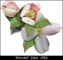 Click image for larger version. 

Name:	clematis.jpg 
Views:	660 
Size:	93.3 KB 
ID:	3228