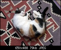 Click image for larger version. 

Name:	chloe-sleeping.jpg 
Views:	74 
Size:	79.4 KB 
ID:	62798